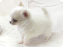 チワワ（ロングコート） by イズミペット（岐阜）