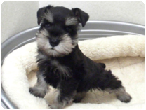 ミニチュアシュナウザー