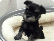 ミニチュアシュナウザー by イズミペット（岐阜）