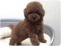 トイプードル by イズミペット（岐阜）