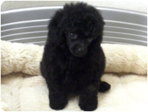 トイプードル by イズミペット（岐阜）