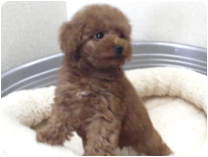 トイプードル by NIPPON PET（大垣）