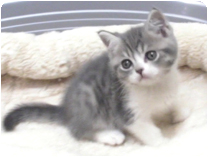 スコティッシュフォールド