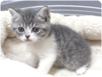 スコティッシュフォールド by NIPPON PET（大垣）