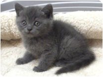 スコティッシュフォールド