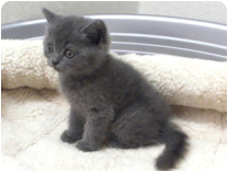 スコティッシュフォールド by NIPPON PET（大垣）