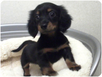 カニンヘンダックス