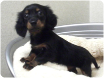 カニンヘンダックスフンド by NIPPON PET（大垣）