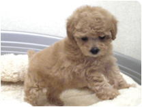 トイプードル by NIPPON PET（大垣）