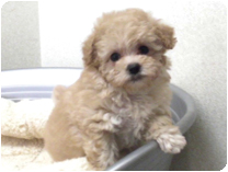 トイプードル by イズミペット（岐阜）