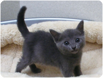 ロシアンブルー