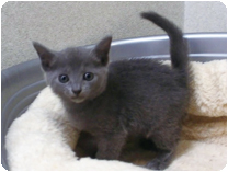 ロシアンブルー by NIPPON PET（大垣）