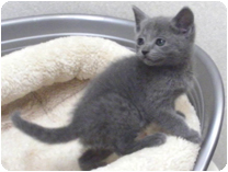 ロシアンブルー by NIPPON PET（大垣）