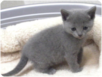 ロシアンブルー