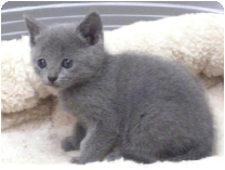 ロシアンブルー by NIPPON PET（大垣）