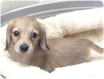 カニンヘンダックスフンド