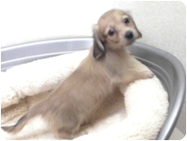 カニンヘンダックスフンド by イズミペット（岐阜）