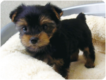 ヨークシャー・テリア