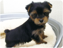 ヨークシャー・テリア by イズミペット（岐阜）