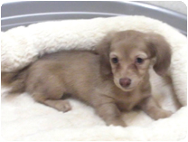 カニンヘンダックスフンド