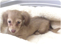 カニンヘンダックスフンド by NIPPON PET（大垣）