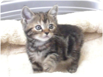 アメリカンショートヘアー by NIPPON PET（大垣）