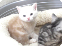 アメリカンショートヘアー