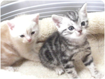 アメリカンショートヘアー by NIPPON PET（大垣）