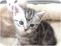 アメリカンショートヘアー