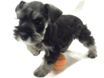 ミニチュアシュナウザー