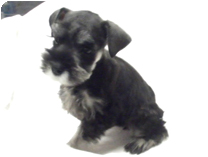 ミニチュアシュナウザー by イズミペット（岐阜）