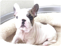 フレンチブルドッグ