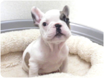 フレンチブルドッグ by イズミペット（岐阜）