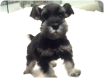 ミニチュアシュナウザー