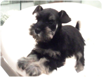 ミニチュアシュナウザー by イズミペット（岐阜）