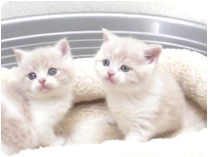 スコティッシュフォールド