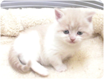 スコティッシュフォールド by NIPPON PET（大垣）