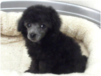 トイプードル by NIPPON PET（大垣）