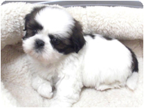 シーズー by イズミペット（岐阜）