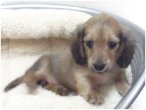 ミニチュアダックス