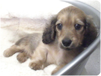 ミニチュアダックスフンド（ロングヘアー） by NIPPON PET（大垣）