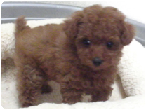 トイプードル by イズミペット（岐阜）