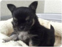 チワワ（ロングコート） by イズミペット（岐阜）