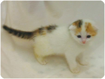 スコティッシュフォールド