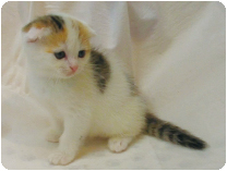 スコティッシュフォールド by イズミペット（岐阜）