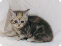 スコティッシュフォールド