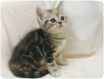 スコティッシュフォールド by イズミペット（岐阜）