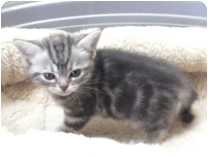 アメリカンショートヘアー