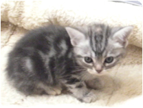 アメリカンショートヘアー by イズミペット（岐阜）