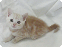 アメリカンショートヘアー